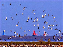 Avocets and boats at Snettisham in Norfolk
