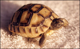 A recent addition to the tortoise family in Lower Sticker, St Austell