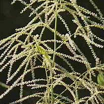 Aruncus dioicus