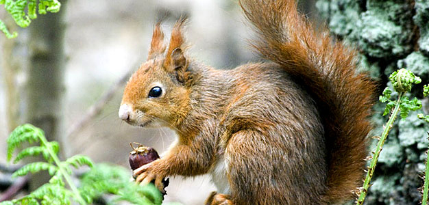 Red squirrel. Image: Adam Burfitt