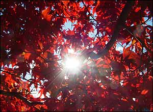 عکس از سامان معاونی