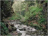 Castle Eden Dene c/o Natural England and Peter Wakely