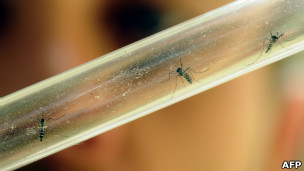 Imibu itera malaria