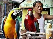 Endonezya'da satıştaki bir kuşlar