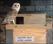 A barn owl nest box