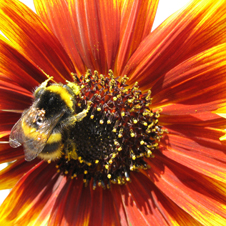 bee_flower_pollen226x226.jpg