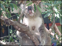 A Koala Bear
