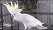 Cacatua Snowball (foto: Cortesia Current Biology)