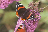 Glöynnod byw ar flodyn buddlea