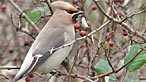 Waxwing. Photo: Ken Bray