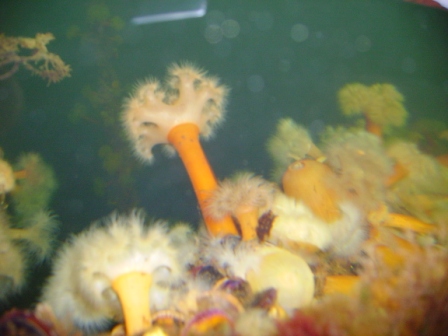 twelve inches below the surface of the water, Miavig jetty