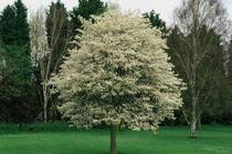 Amelanchier
