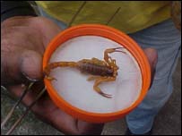 Escorpião Tityus serrulatus (Crédito: Divulgação Sinitox)