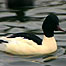 City Parks Activities (Image: Goosander)