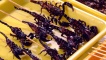 Scorpion kebabs.