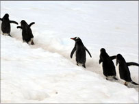 Penguins in Antarctica