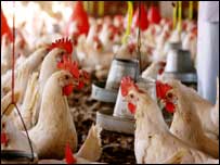 پولٹری فارمز 