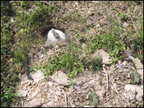 ماين و زمين های زراعتی