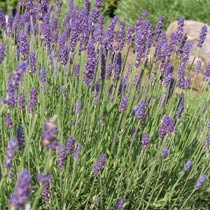 Lavandula angustifolia 'Hidcote'