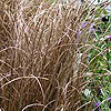 Carex buchananii 'Red Rooster'