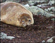 Female elephant seal by Louise Baker