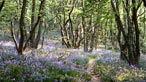 Bluebells