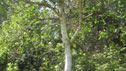 Betula ermanii