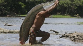 Arapaima
