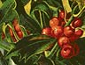 Illustration of the evergreens holly and mistletoe
