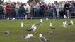 seagulls