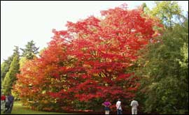 Trees