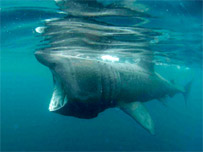 Basking Shark off the coast of Cornwall