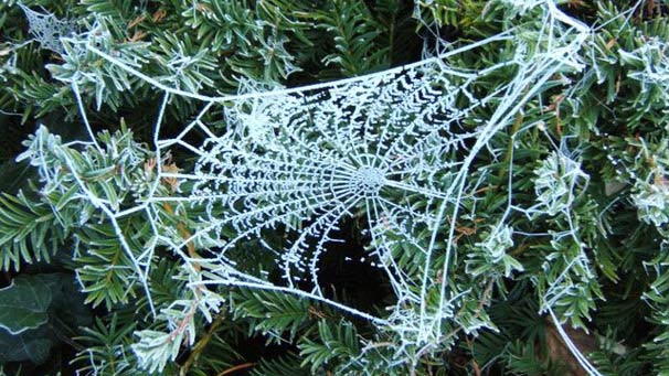 Cobweb on yew tree