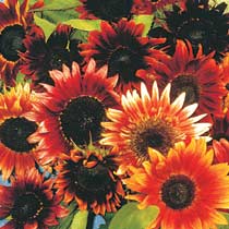 Helianthus 'Infrared'