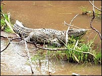 Crocodilo