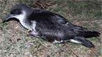 Manx shearwater