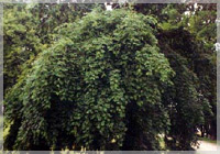 Fraxinus excelsior ‘Pendula’