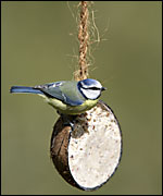 Blue tit (Nigel Blake, RSPB-images.com)