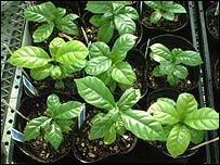 O café geneticamente modificado