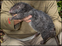 O rato gigante descoberto pela expedição (Foto: Bruce M. Beehler/CI)