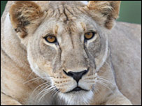 Um dos leões de Tsavo do Quênia