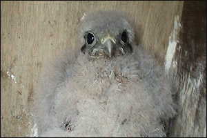 Birdringing, kestrel chick