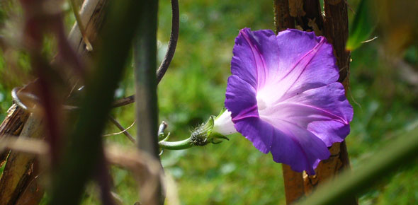 Ipomea tricolor - Morning Glory vine