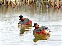 Black necked Grebe by John Smith