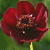 Chocolate cosmos