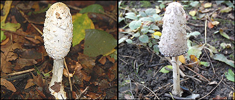 shaggy inkap - young and old