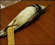 Killdeer bird shot by Dresser in 1864