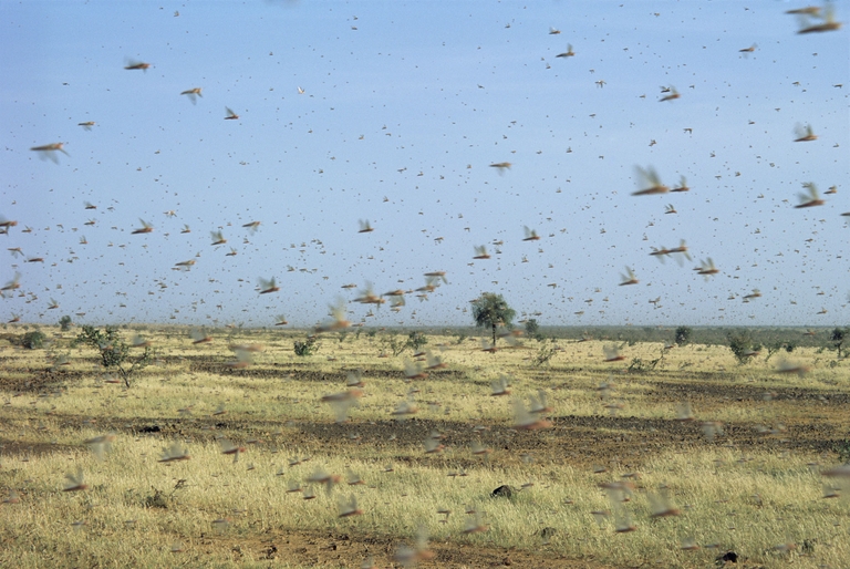 Locust swarm (Image: BBC)