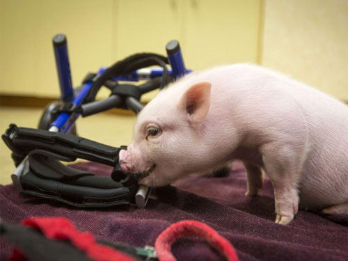 A disabled piglet, sniffing around his new wheelchair