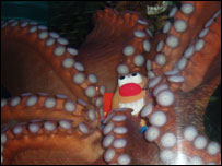 O polvo Louis e seu brinquedo no tanque do Aquário Blue Reef, em Newquay.